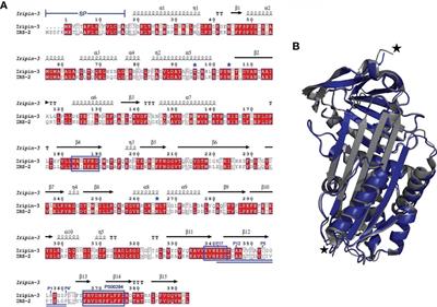 Iripin-3, a New Salivary Protein Isolated From Ixodes ricinus Ticks, Displays Immunomodulatory and Anti-Hemostatic Properties In Vitro